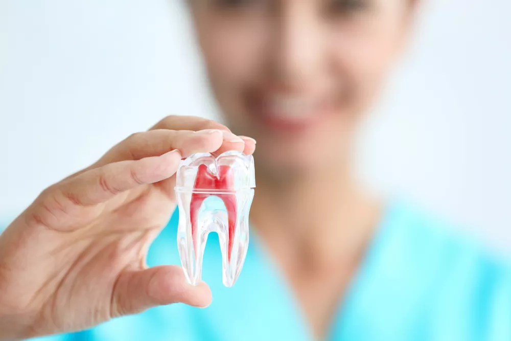 A person holding a transparent dental model showing the internal structure of a tooth, including the root and pulp.